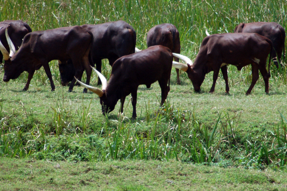 الاستثمار في القطاع الحيواني
