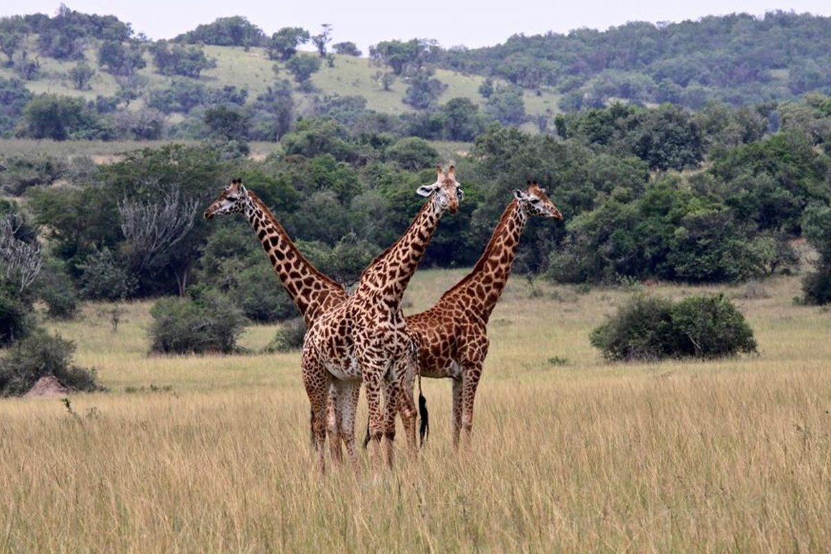 تجارب السواح